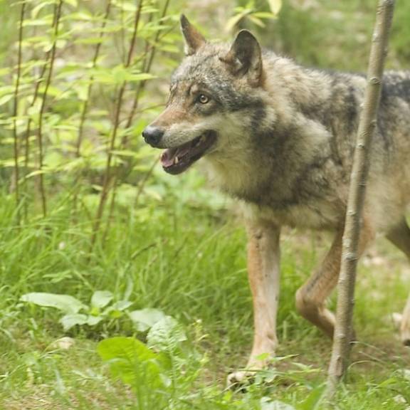 Wolf soll im Zürcher Weinland umgehen – Kanton rät zur Vorsicht