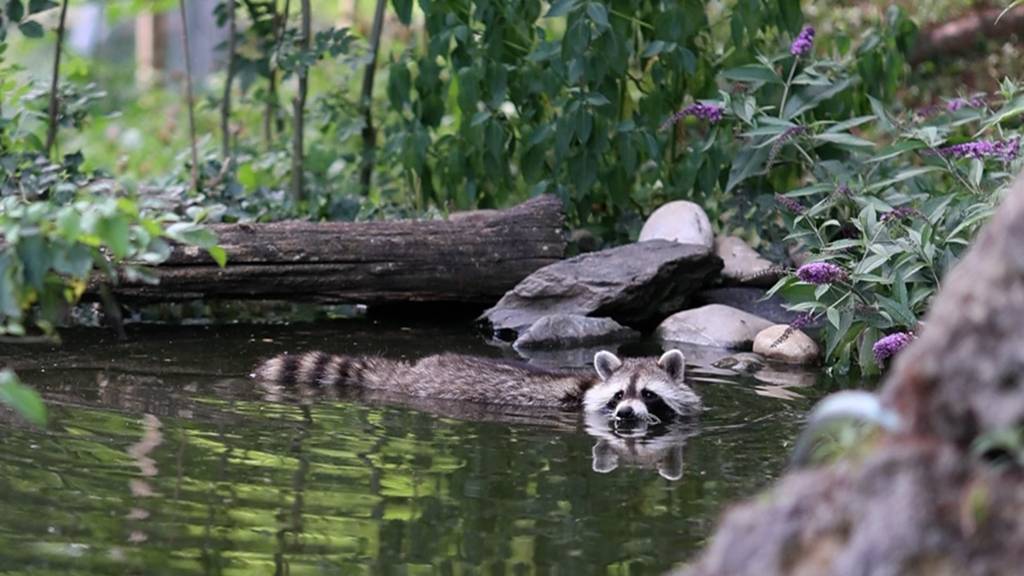 Nach Waschbär-Attacke auf Schildkröten: Plättli Zoo ergreift Massnahmen