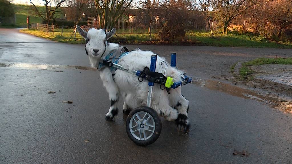 Rollwagen für Ziegenbock