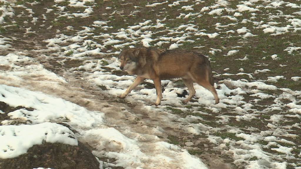 Fokus - Direktor Tierpark Goldau Stefan Meier