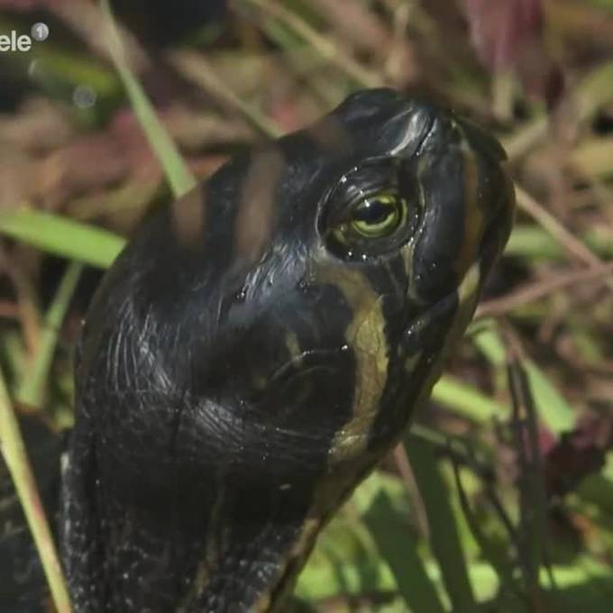 Aawasser-Schildkröten müssen weg