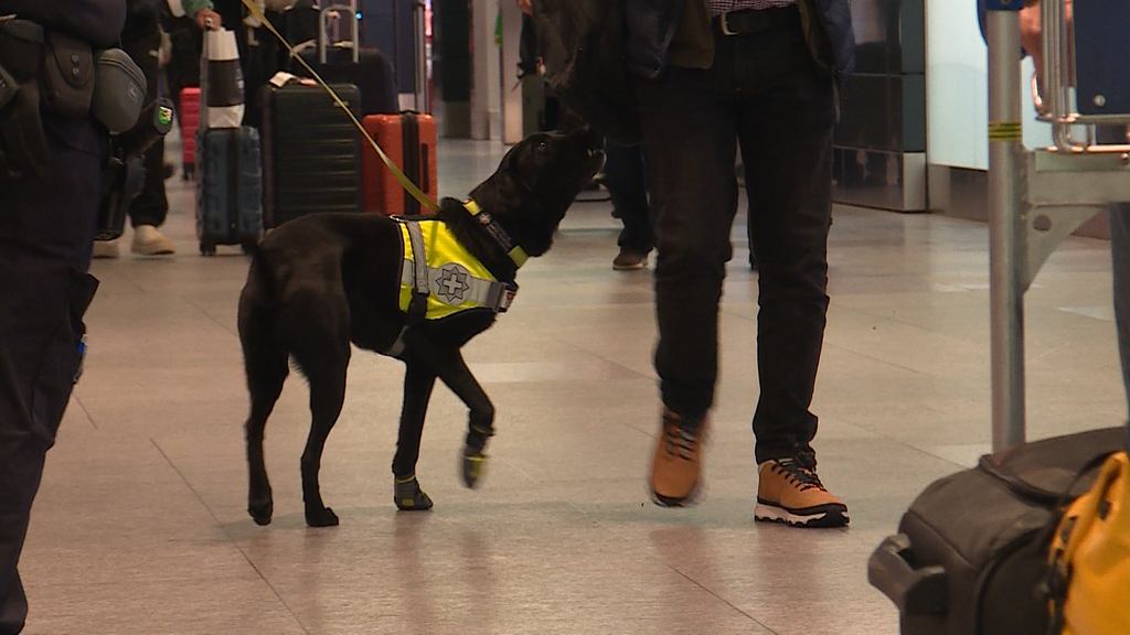  Spuerhund am Flughafen Zoll