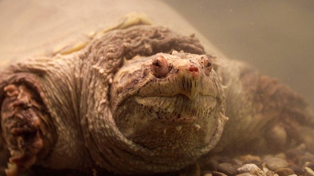 Unerwünschte Art: Die aus Nordamerikanische stammende Schnappschildkröte kann der heimischen Fauna Schaden zufügen. (Archivbild)