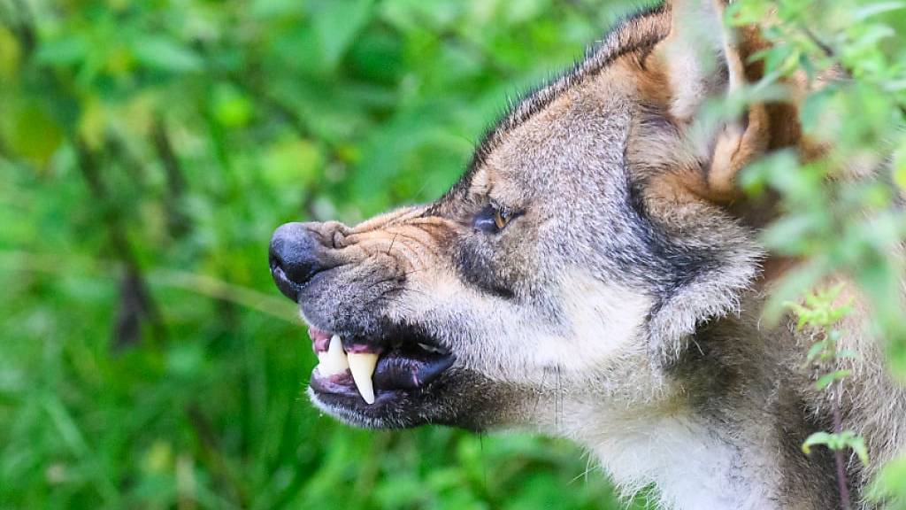 Wolf reisst neun Schafe in Boltigen: Kanton erlaubt Abschuss