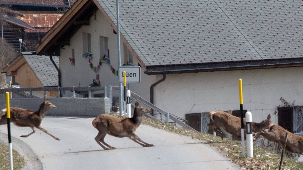 Kollisionen mit Tieren sind auf Schweizer Strassen keine Seltenheit. In Situationen wie dieser auf der Dorfstrasse in Lüen im bündnerischen Schanfigg heisst es: sofort bremsen. (Archiv)