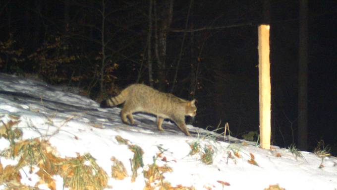 Wildkatze gesichtet – Landesregierung Vorarlberg freut sich