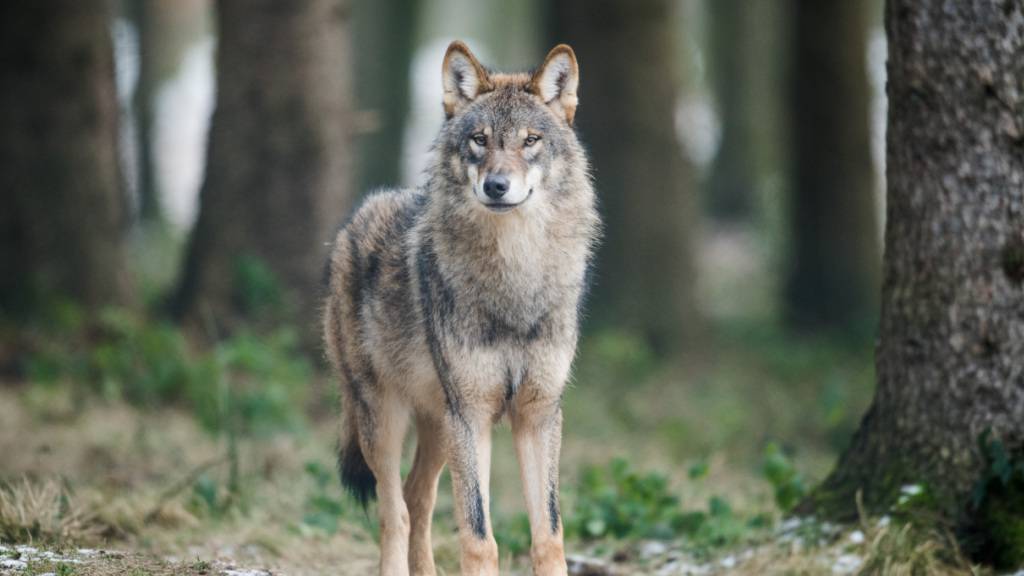 Die neuste Rissbilanz zeigt einen leichten Rückgang in der Schweiz, trotz wachsender Wolfspopulation. Umweltverbände sehen darin einen funktionierenden Herdenschutz. (Archivbild)