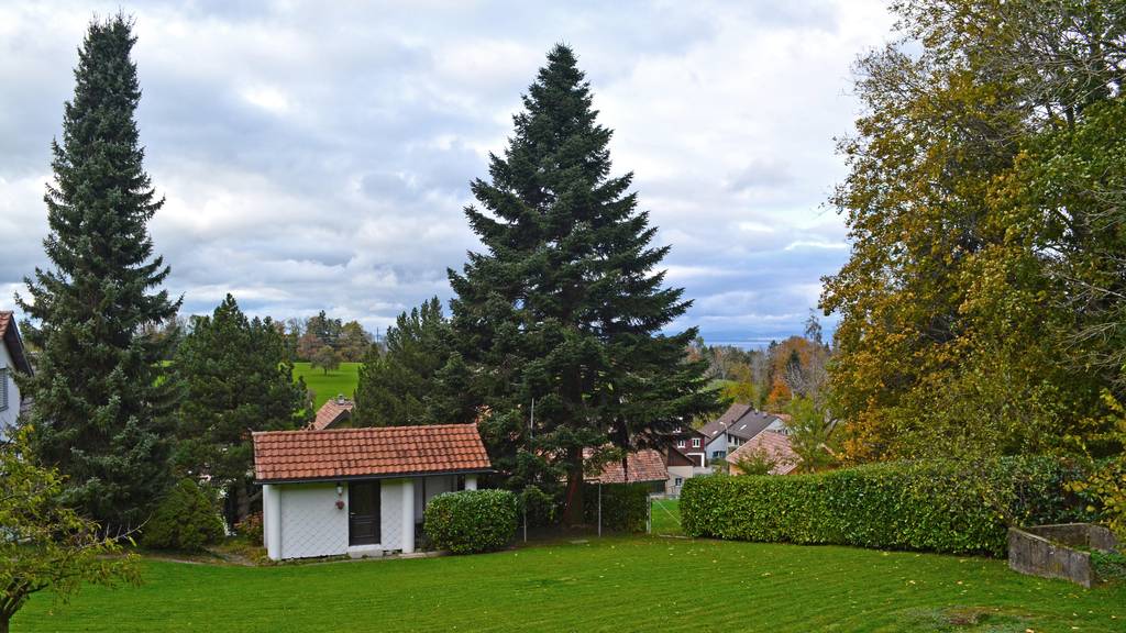 Klosterplatz St.Gallen: Der Christbaum ist ein Unteregger