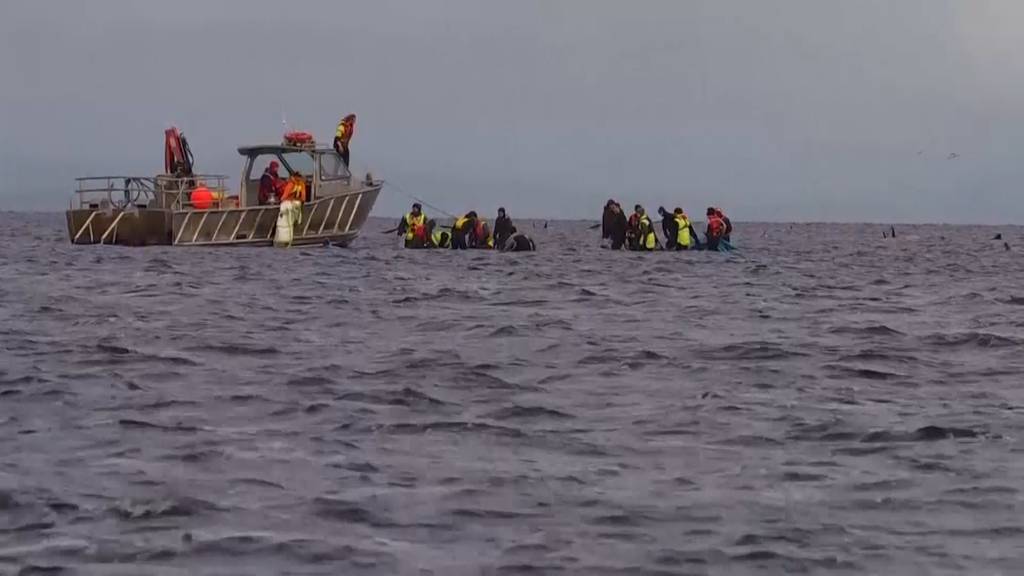 Grosse Rettungsaktion nach Massenstrandung: Fast 100 Wale zurück im Meer