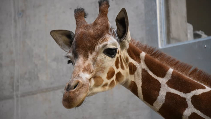 Drei Giraffen neu im Zoo Zürich