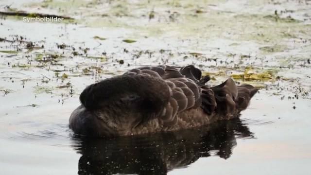 Trauerschwan ist tot