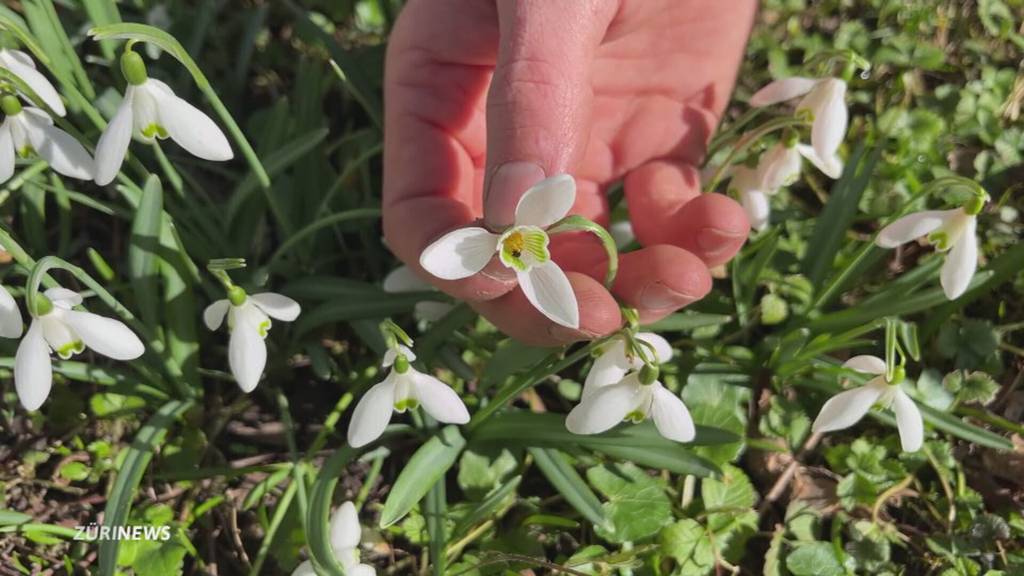 Frühlingsgefühle im Februar: 17 Grad statt Winterkälte