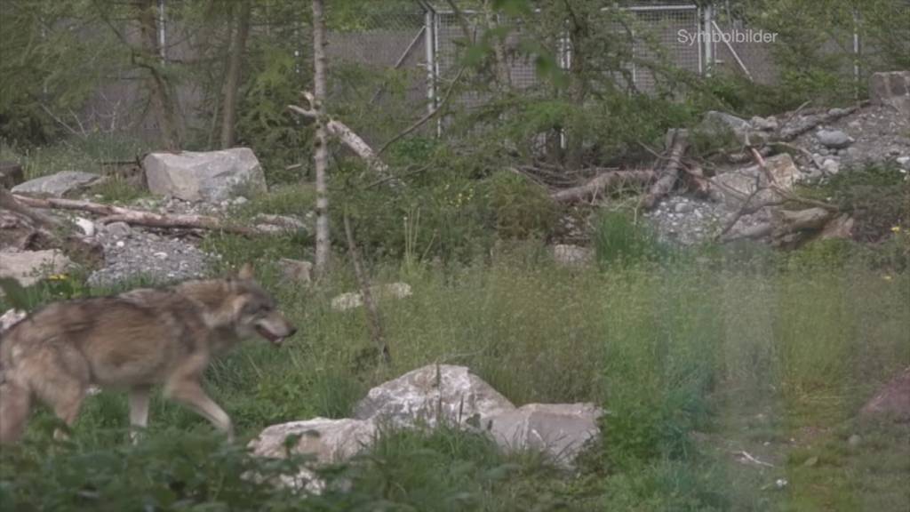 Uri gibt Wolf zum Abschuss frei