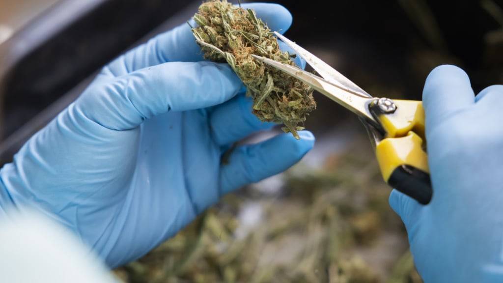 Eine Basler Studie verglich legalen und illegalen Cannabiskonsum direkt. Eine solche kontrollierte, randomisierte Studie gab es den Forschenden zufolge zuvor noch nicht. (Archivbild)