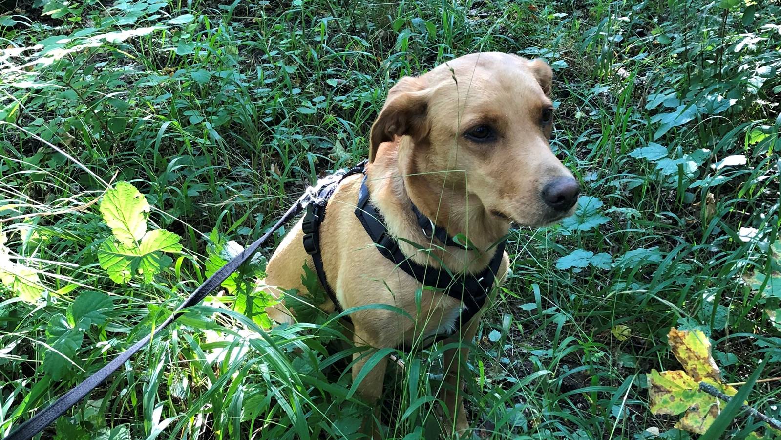 Die 4-jährige Labradorhündin hat erst letzte Woche den schweizerischen Einsatztest zum Personenspürhund bestanden.