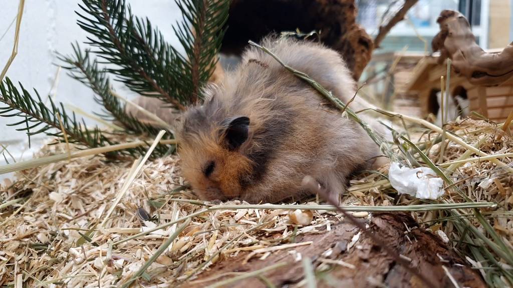 Hamster