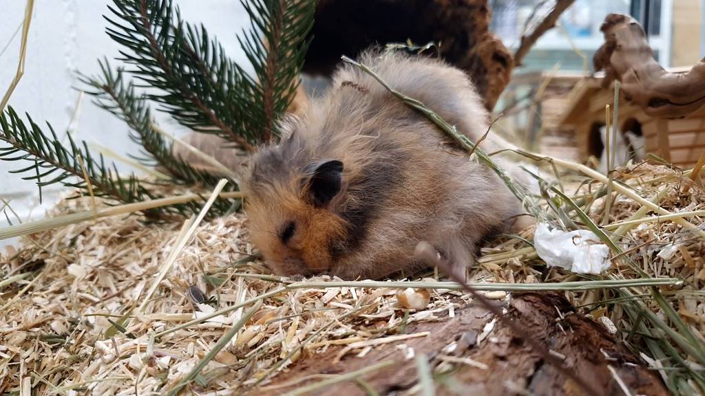 Verschiedene Hamster