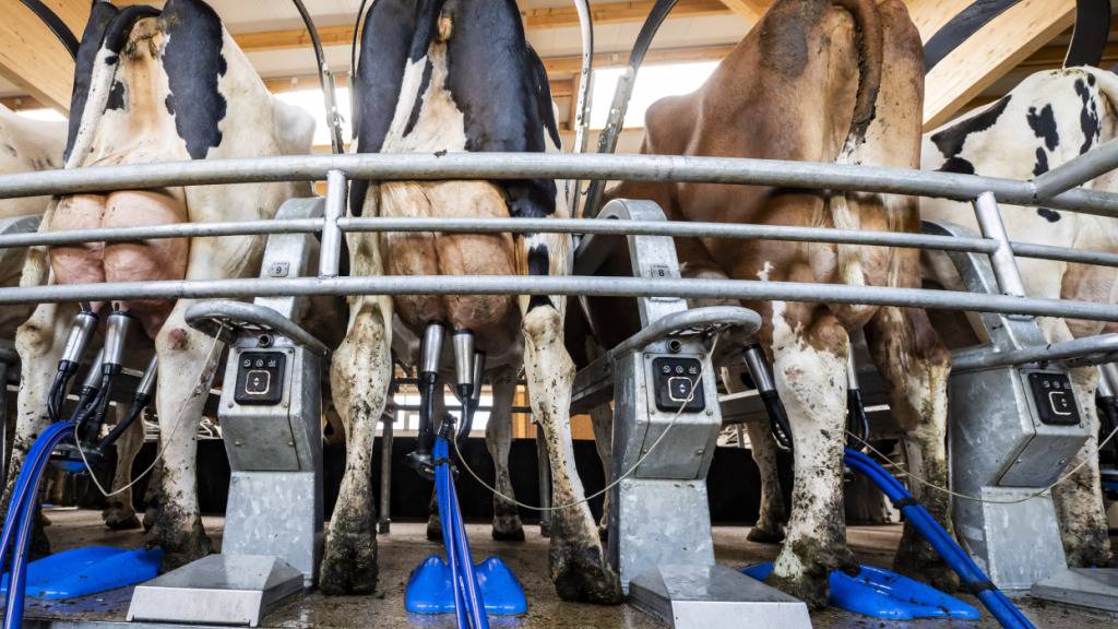 In der Schweiz wird zu viel Milch produziert. (Symbolbild)