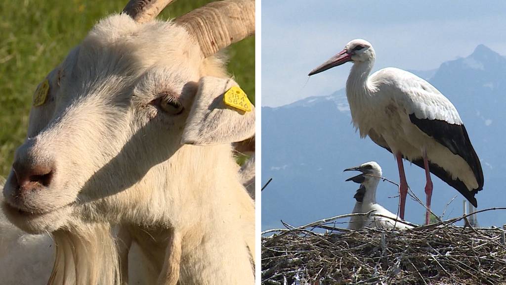 Wertvolles Haar / Storchenkolonie