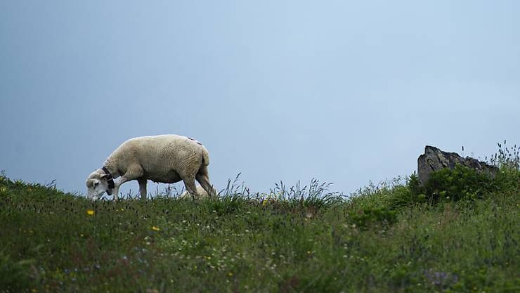 Schafherde Von Wolf Angegriffen Neun Tiere Gerissen Vermischtes Panorama Limmattaler Zeitung