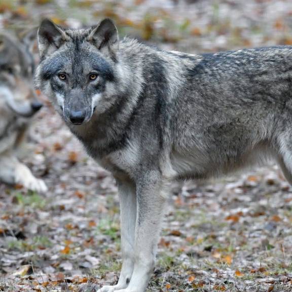Mehreren Wölfen in Graubünden droht der Abschuss
