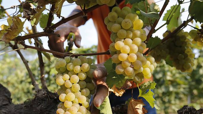 China leitet Antidumpinguntersuchung zu australischem Wein ein