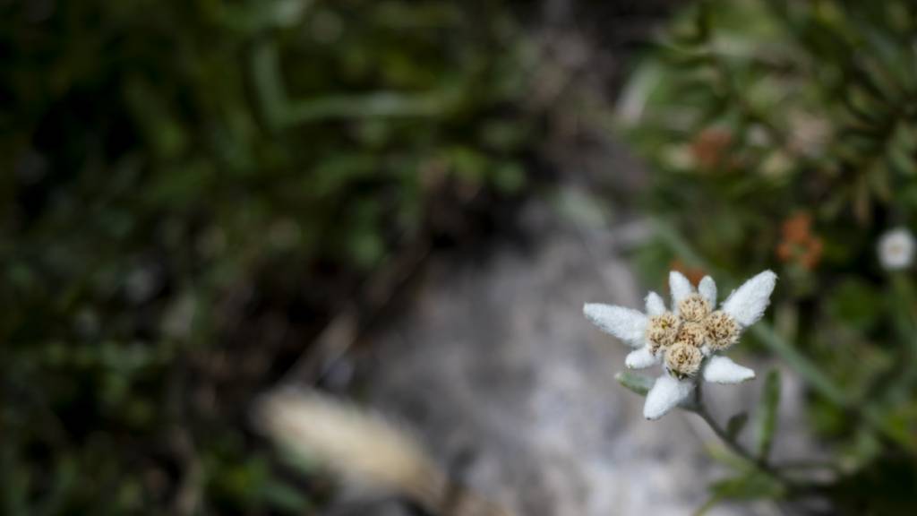 Hochgebirgspflanzen sterben wegen des Klimawandels auf Europas Bergspitzen aus. (Archivbild)