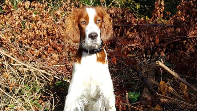 Hundebesitzerin möchte sich bedanken