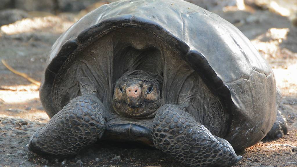 Die Riesenschildkröten auf den Galapagos-Inseln sind vom Aussterben bedroht. (Archivbild)