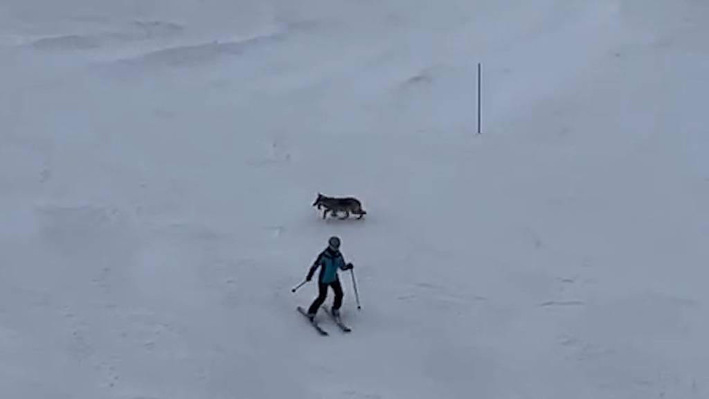 Video soll Wolf auf französischer Skipiste zeigen