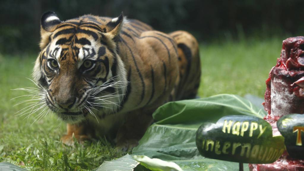 Sumatra-Tigerin im Zoo von Bali. In freier Wildbahn ist ihre Art schon beinahe ausgestorben. Gerade wieder ist eine Artgenossin in einer Falle umgekommen. (Archivbild)