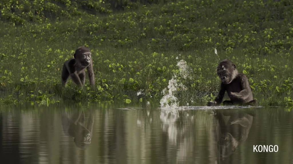 Der Zoo Zürich bekommt elf neue Lebensräume bis 2050