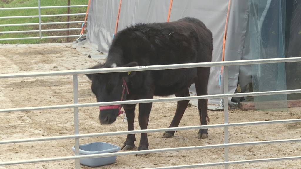 Der Pensionär und seine Zwergrinder – Fritz Lerch stellt seine Mini-Herde vor