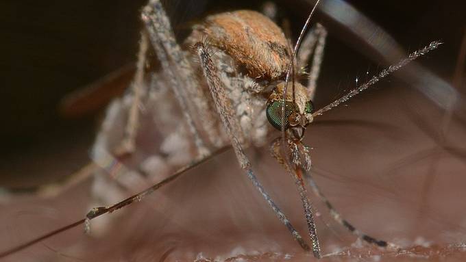 Stechmücken sind wieder da – Plage und Segen zugleich 