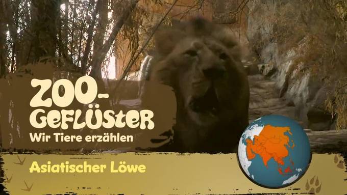 So lebt Radja, der asiatische Löwe, im Zoo Zürich