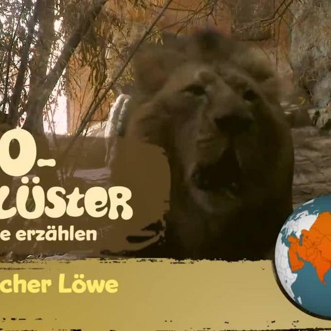 So lebt Radja, der asiatische Löwe, im Zoo Zürich
