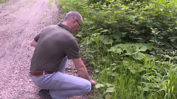 Nach Wildsau-Wilderei im Surbtal: Wer hat ein Reh in Freienwil erschossen?