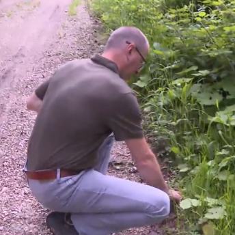 Nach Wildsau-Wilderei im Surbtal: Wer hat ein Reh in Freienwil erschossen?