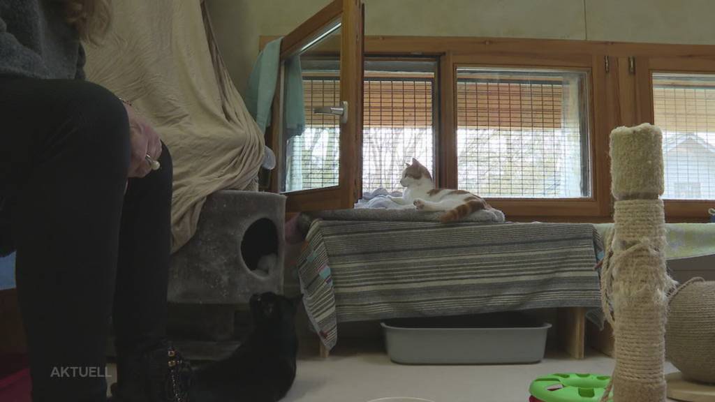 Kein Geld für Kastration: Deshalb hausten bei Tierhaltern im Bezirk Zofingen 40 Katzen