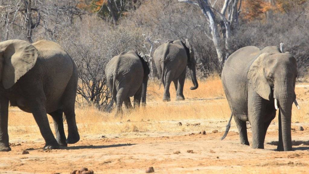 Elefanten im Hwange-Nationalpark in Simbabwe: Beim Kampf gegen Wilderei sind in diesem Jahr 22 Wilderer getötet und hunderte festgenommen worden. (Archivbild)
