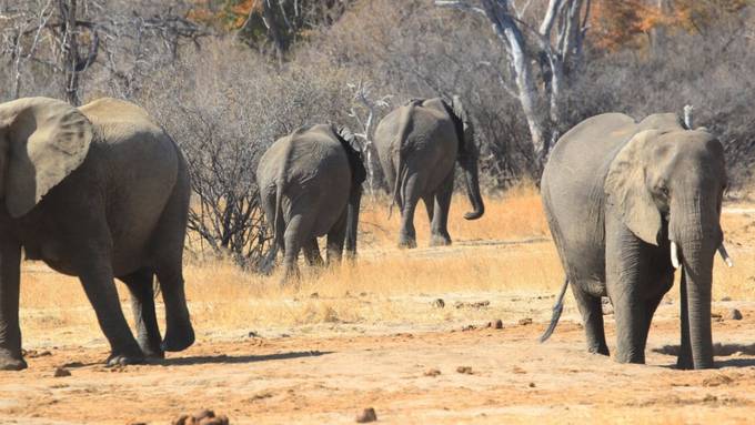 Mindestens 22 Wilderer bei Gefechten in Simbabwe getötet