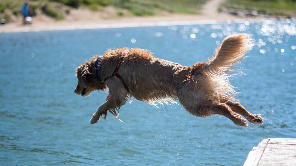 Hund springt in See
