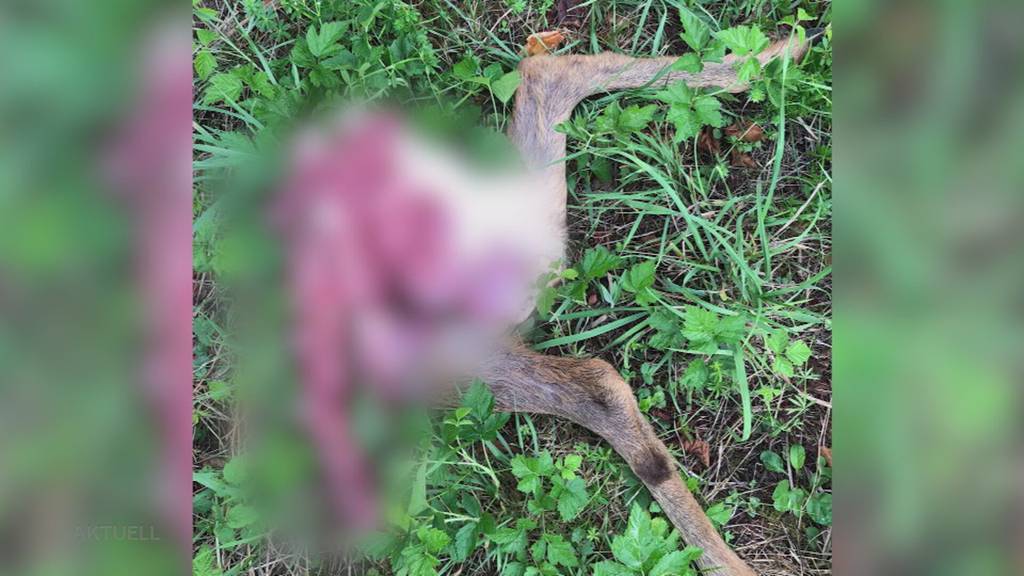 Empörung: Hund riss am Waldrand in Zufikon ein Rehkitz
