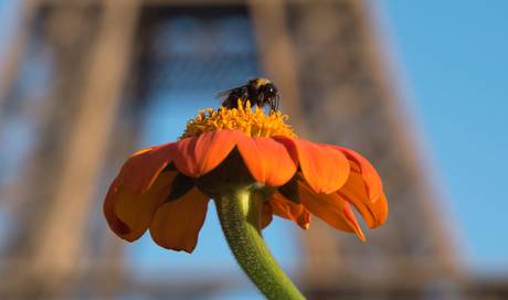 Stadtbienen Sind Die Neuen Stars Von Paris Sie Arbeiten Sogar Fur Die Parfumindustrie Gesundheit Wissen rgauer Zeitung