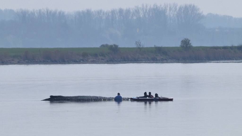 Private Rettungsaktion für gestrandeten Wal gestartet