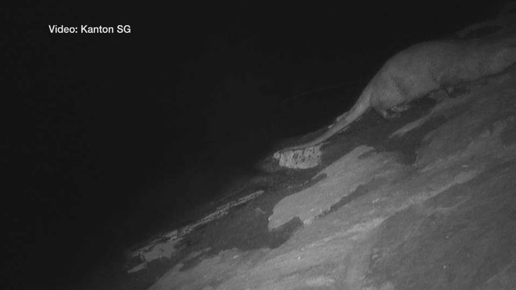 Er ist zurück! Fischotter fühlt sich in der Ostschweiz pudelwohl