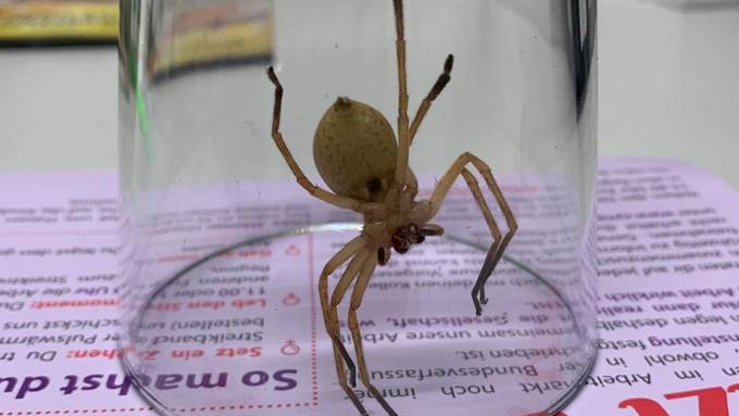 Spinne in Discounter löst Polizeieinsatz aus