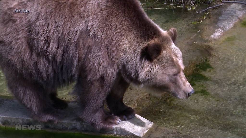 Zu hohe Kosten: Projekt «Bärenpark Gantrisch» wird abgebrochen