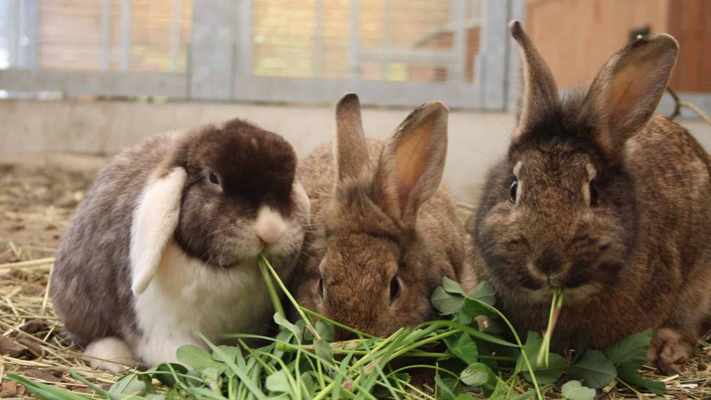 Moritz, June & Jody