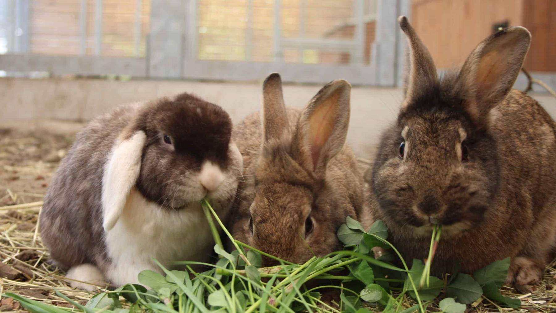 Moritz, June und Jody